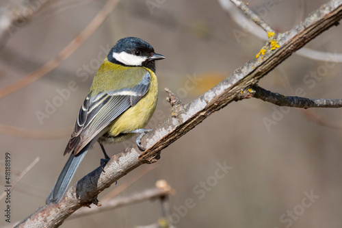 Colorful great tit Parus major sitting on a stick