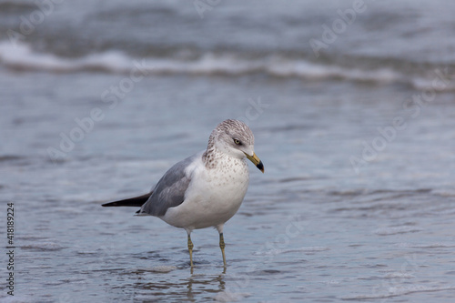 Sea Gull looking for food in the ocean water on a sandy beach