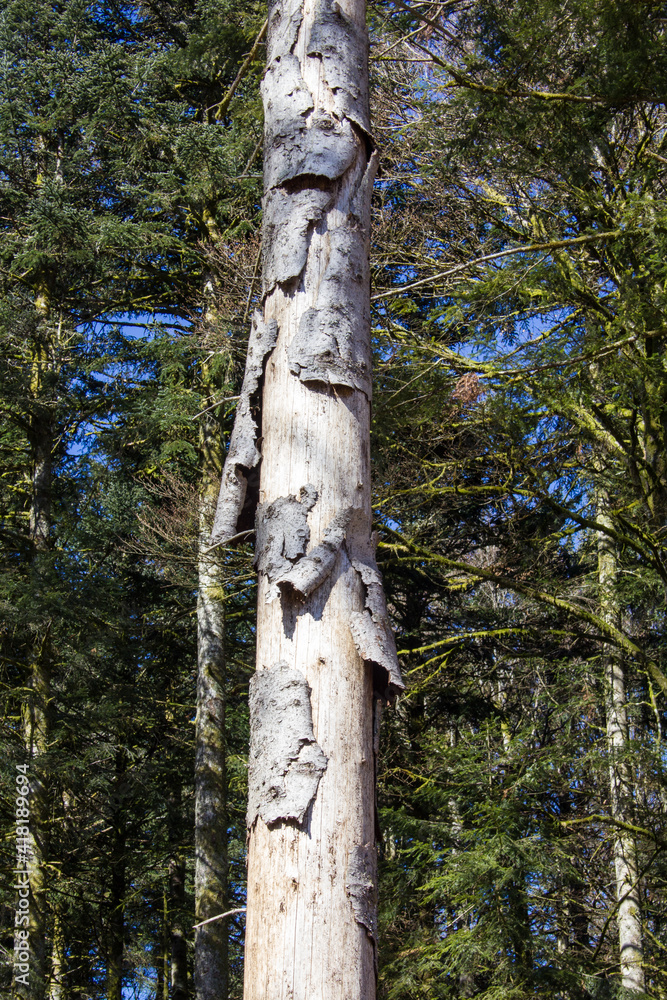 Fototapeta premium Alte und schadhafte Bäume im Hotzenwald