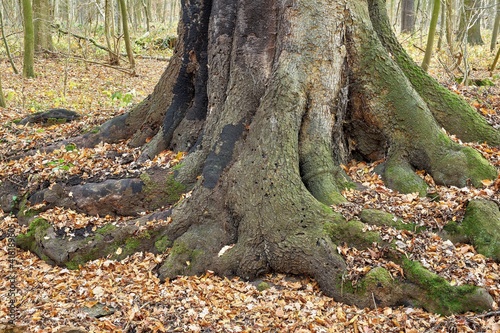 Tree veteran with big roots. The beech is old and sick