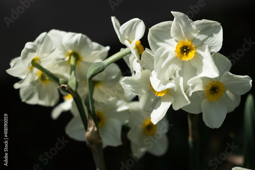 Narcissus multiflorous (Tazetta) - spring white flowers, dark background. Blooming unusual daffodils