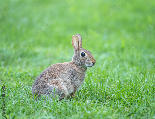 Cute bunny rabbit sitting in grassy meadow looking at camera  © Lee