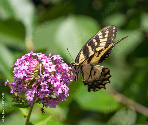 Eastern Tiger Swallowtail Butterfly on Purple Flower © Lee