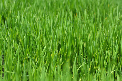Closeup of fresh grass