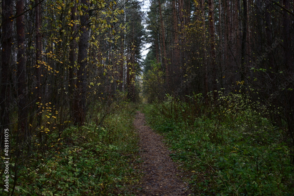path in the woods path in the woods