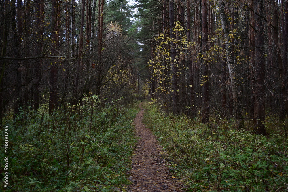 Fototapeta premium path in the woods