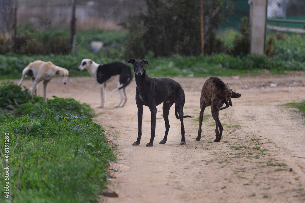 Perro negro de carreras galgo acompañado por tres más mirando a cámara desconfiado. Perro negro de carreras galgo acompañado por tres más mirando a cámara desconfiado.