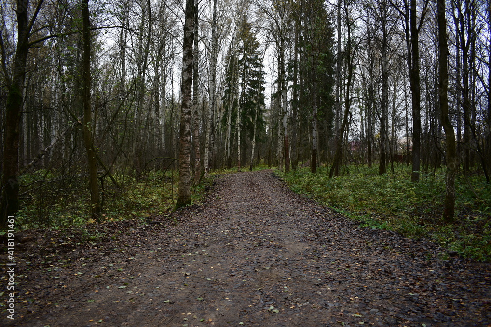 Fototapeta premium path in the woods