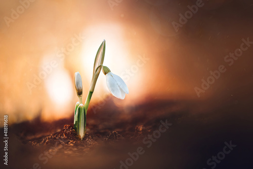 Horizontal macro of an early single snowdrop flower on a golden sunset background. Bokeh bubbles, low angle and shallow depth of field