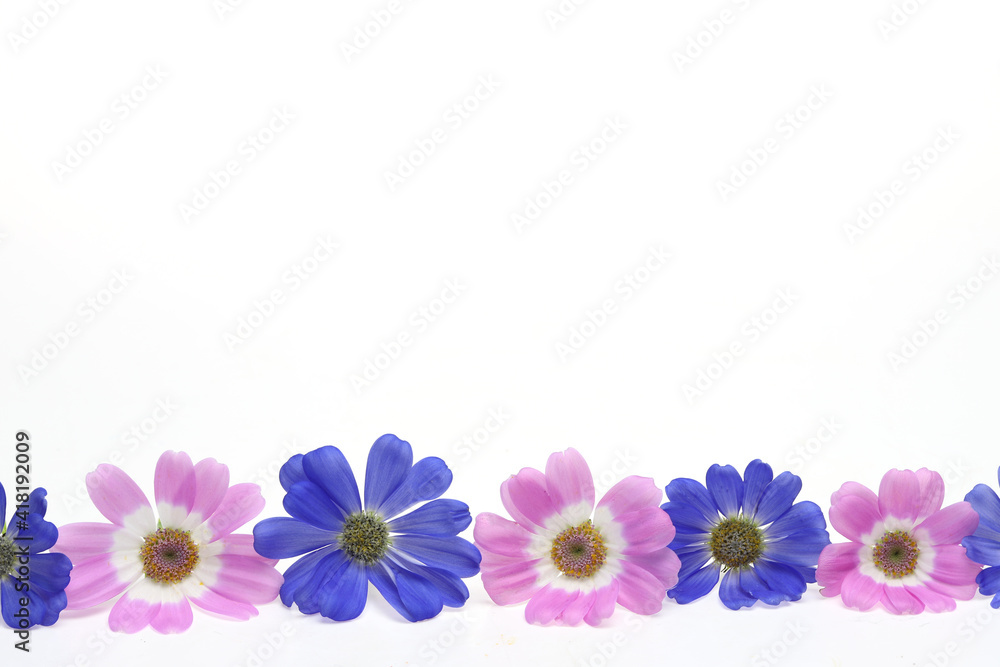 白背景のサイネリアの花首