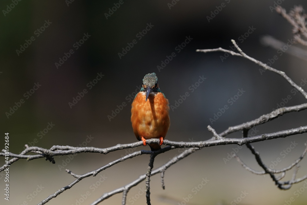common kingfisher on the branch common kingfisher on the branch