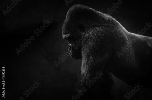 portrait of a gorilla dark