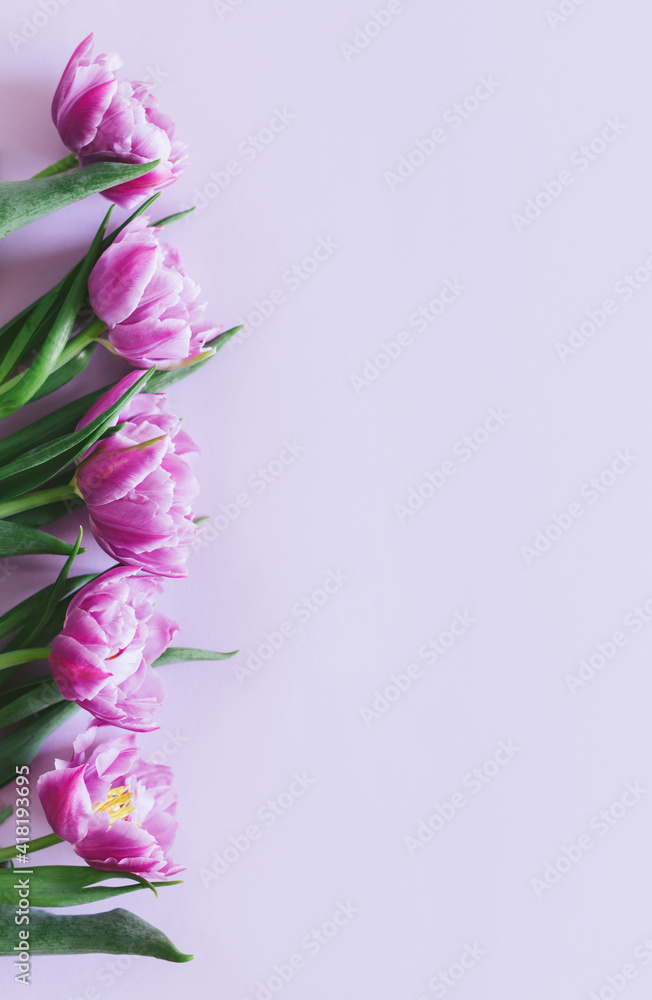 Tender violet tulips on pastel violet background. Greeting card for Women's day. Tender violet tulips on pastel violet background. Greeting card for Women's day.