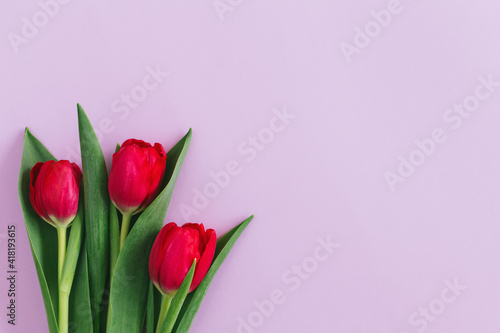 Wallpaper Mural Tender pink tulips on pastel violet background. Greeting card for Women's day. Torontodigital.ca