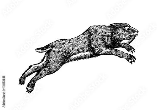 Saber toothed tiger or cat or Smilodon. Prehistoric mammals. Extinct animal. Vintage retro vector illustration. Doodle style. Hand drawn engraved sketch