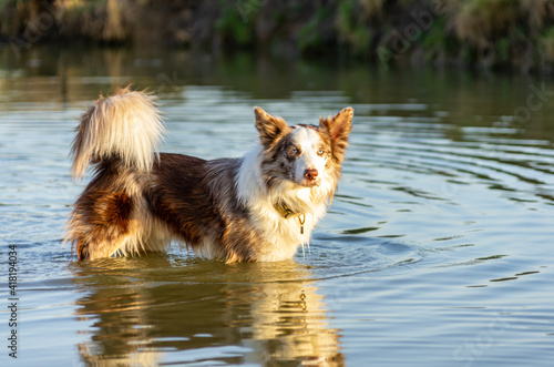 border collie dog standing in the water with beautiful afternoon lighting