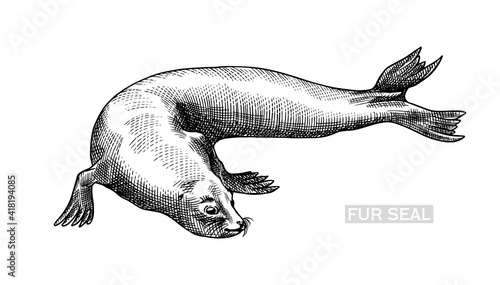 Fur seal. Marine creatures, nautical animal or pinnipeds. Vintage retro signs. Doodle style. Hand drawn engraved sketch