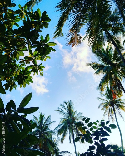 palm tree and blue sky