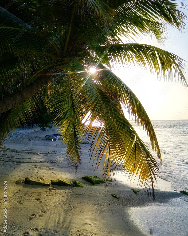 palm tree on the beach sunset 