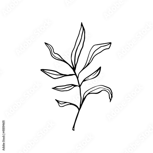 Vector branches and leaves. Hand drawn floral elements. Vintage botanical illustrations © Leria Kaleria