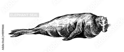 Elephant seal. Marine creatures, nautical animal or pinnipeds. Vintage retro signs. Doodle style. Hand drawn engraved sketch