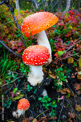 Norwegen, Insel Senja, Fliegenpilz, Amanita muscaria