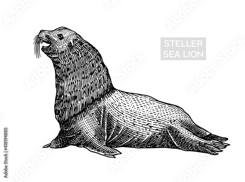 Steller sea lion. Marine creatures, nautical anima. Fur seall or pinnipeds. Vintage retro signs. Doodle style. Hand drawn engraved sketch