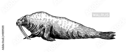 Vintage Walrus. Marine creatures, nautical animal. Fur seal or pinnipeds. Retro signs. Doodle style. Hand drawn engraved sketch