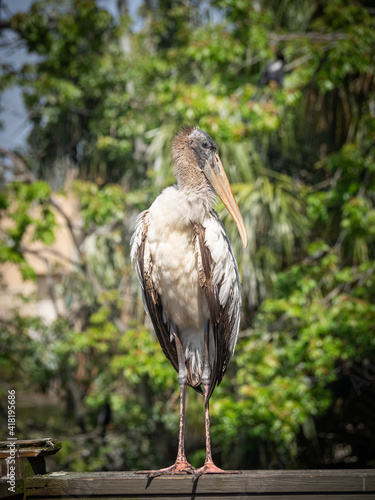 Large Juvenile wood stork posing photo