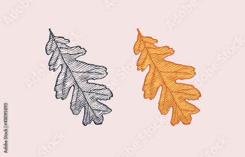 Autumn leaves or herb. Rustic decorative oak plant. Vector illustration. Engraved hand drawn in vintage sketch. 