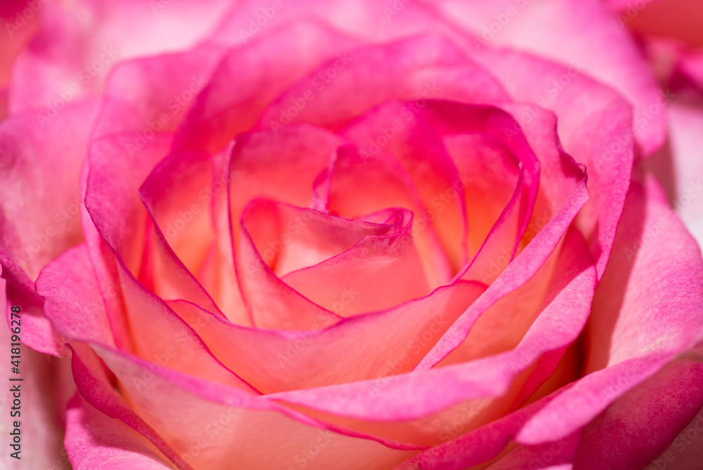 Close-up view of beatiful pink rose. Rose close-up as background Close-up view of beatiful pink rose. Rose close-up as background