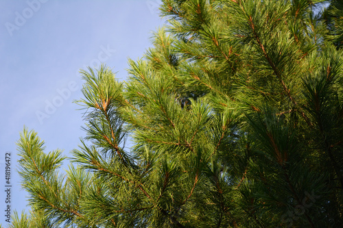 Cedar tree with green needles in summer.