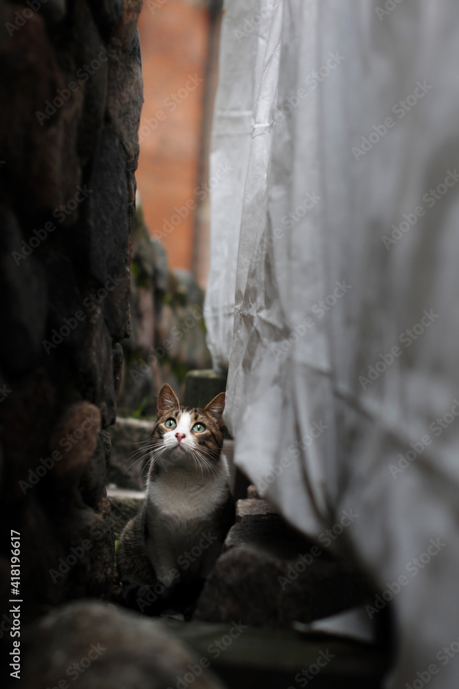 cat between the walls of buildings looking up. Selective focus cat between the walls of buildings looking up. Selective focus