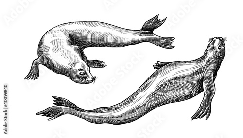 Fur seal. Marine creatures, nautical animal or pinnipeds. Vintage retro signs. Doodle style. Hand drawn engraved sketch