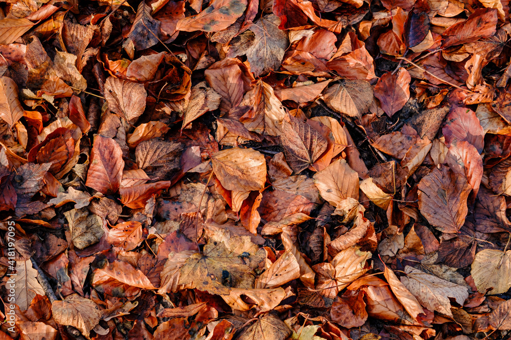 Background group autumn red leaves. Background group autumn red leaves.