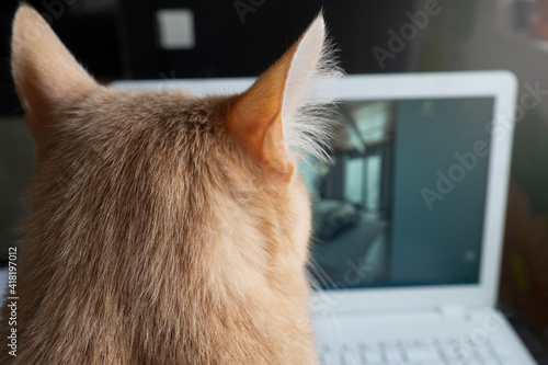 The red cat turned its back to the viewer, facing the screen of the netbook. Cats that interfere with working on the computer