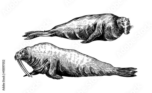 Elephant seal and Walrus. Marine creatures, nautical animal or pinnipeds. Vintage retro signs. Doodle style. Hand drawn engraved sketch