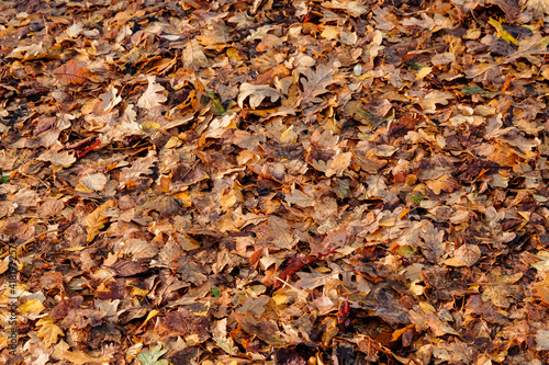 Background group autumn red leaves. 