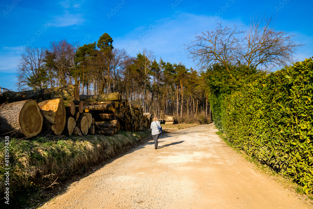 strada 01 - una persona cammina sulla strada sterrata fra i tronchi degli alberi tagliati