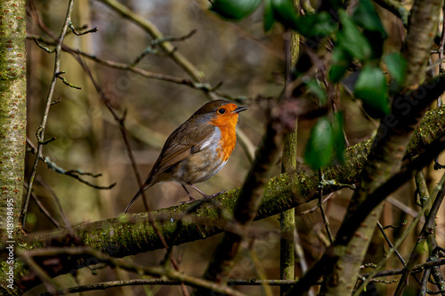 Robin perched on winter tree branches