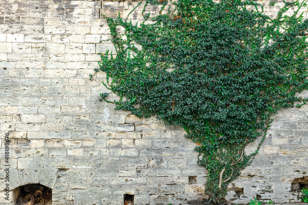 A stone wall of old masonry overgrown with creeping shrubs. A stone wall of old masonry overgrown with creeping shrubs.