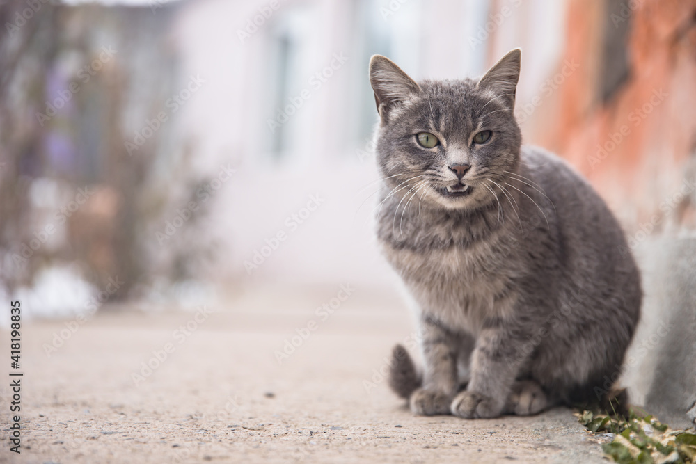 Naklejka premium cat in street