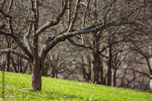 tree in spring