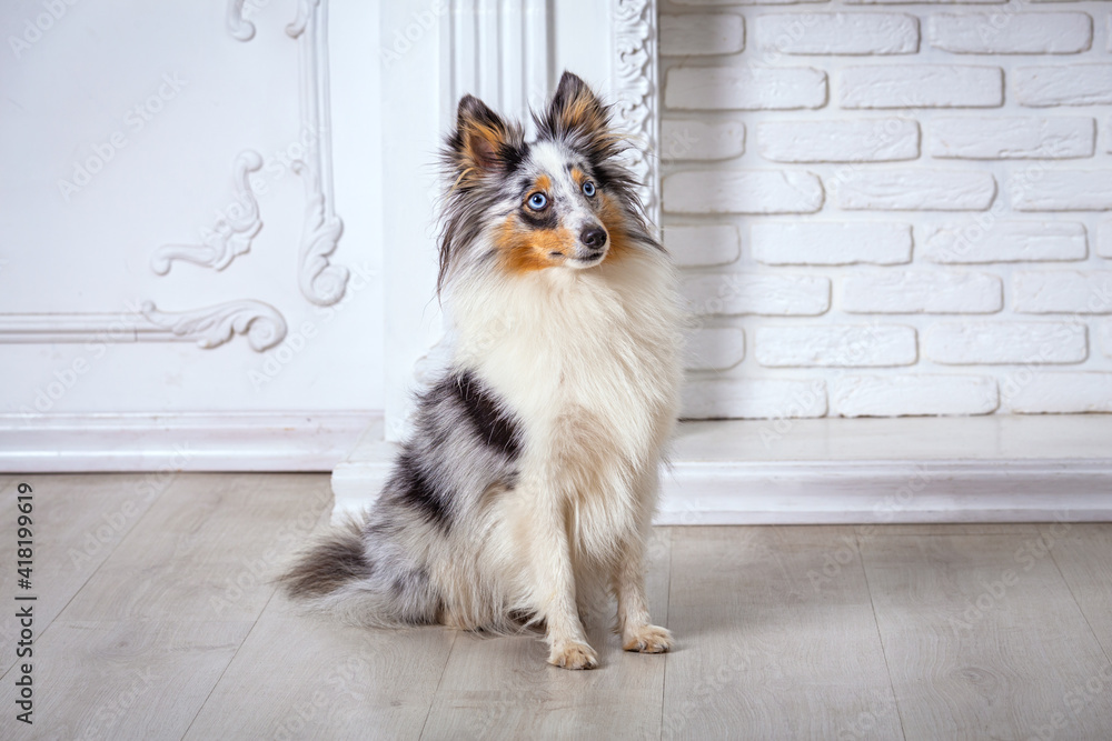 Fototapeta premium Marble Sheltie Collie dog sitting at home on the floor and white background