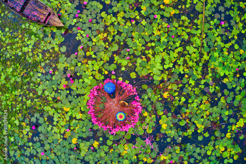 Aerial view of two people harvesting in the swamp pink lilies used as vegetables for cooking fish, Wazirpur, Barisal district, Bangladesh. photo