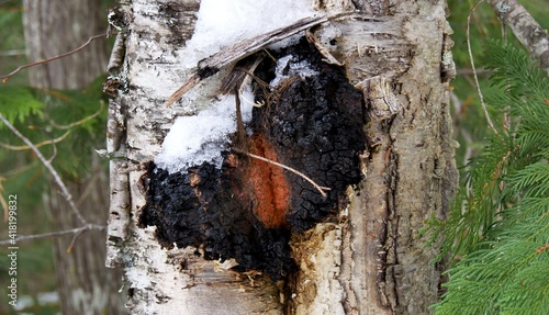 Chaga 