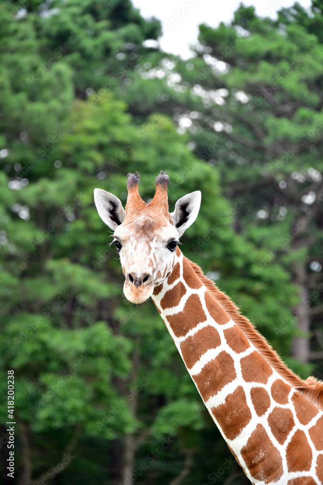 Obraz premium Baby Giraffe