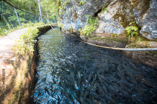 Krupajsko Vrelo spring nature landmark photo