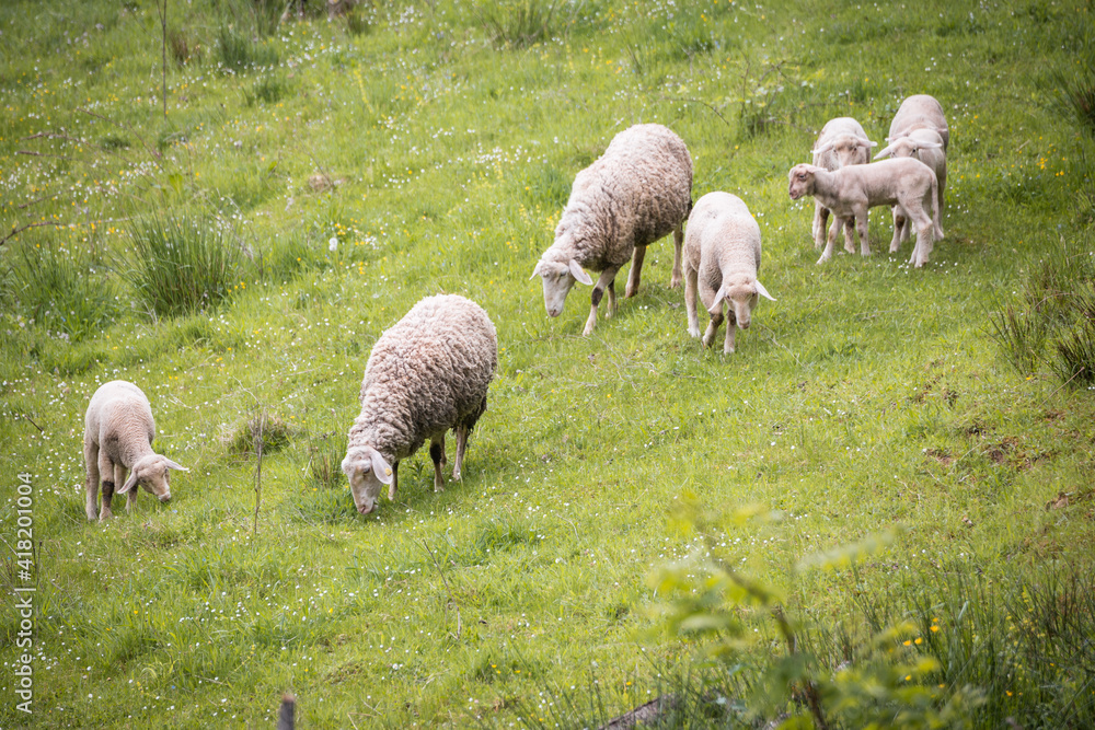 Fototapeta premium Sheep and lambs in the green pasture