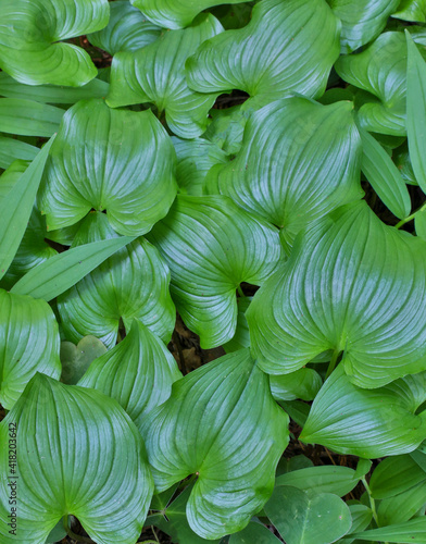 Vanilla leaves under storage, Damnation Creek Trail, Del Norte Coast Redwoods State Park, Northern California photo